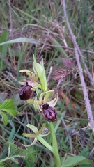 Ophrys sphegodes passionis