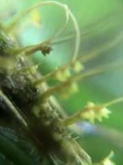 Akanthomyces tuberculatus