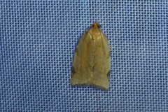 Paramesia gnomana