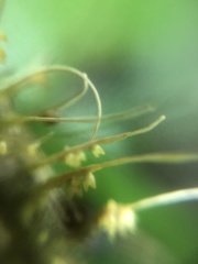 Akanthomyces tuberculatus