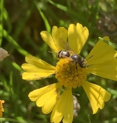 Halictus ligatus