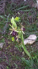 Ophrys sphegodes passionis
