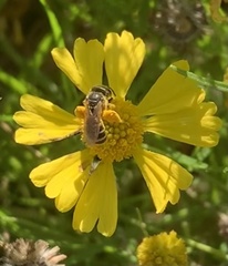 Halictus ligatus