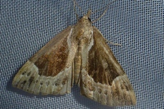 Hypena crassalis