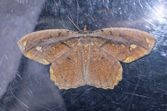 Pareumelea eugeniata