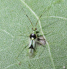 Hyaliodes