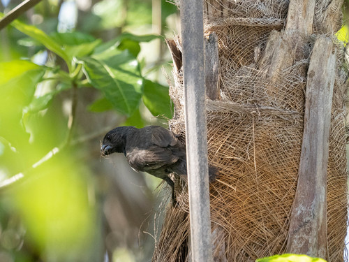 Grand Cayman Bullfinch (Melopyrrha taylori), photo 2