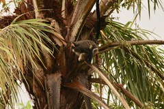 Cercopithecus neglectus