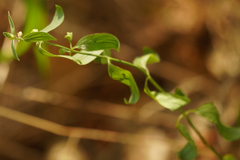 Scutellaria californica