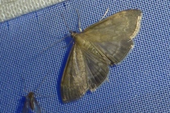 Anania fuscalis