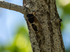 Diceroprocta cleavesi