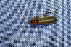 Metacantharis discoidea