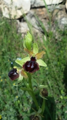 Ophrys sphegodes atrata