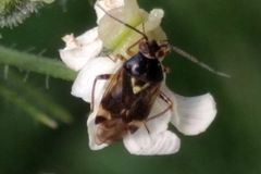 Orthops basalis
