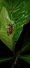 Spartocera pantomima