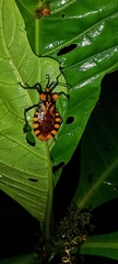 Spartocera pantomima