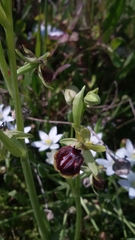 Ophrys sphegodes passionis
