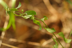 Scutellaria californica