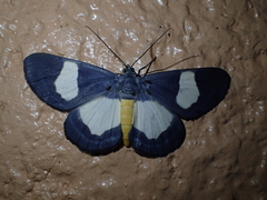 Craspedosis picoides