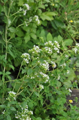 Origanum majorana
