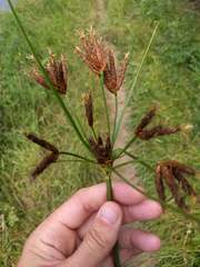 Bolboschoenus laticarpus