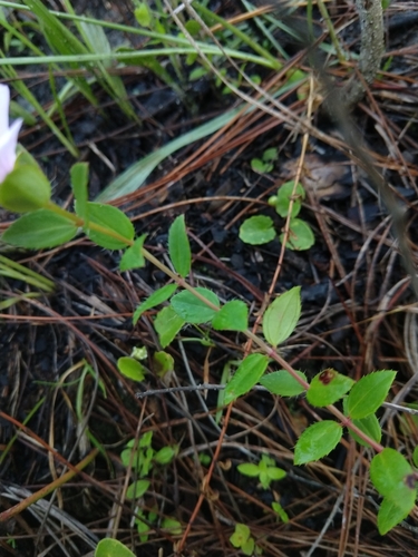 Rhexia petiolata image