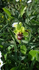 Ophrys bombyliflora