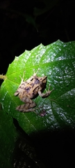 Pristimantis appendiculatus
