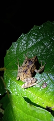 Pristimantis appendiculatus