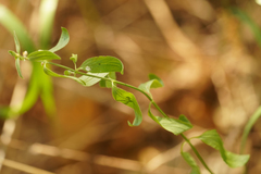 Scutellaria californica