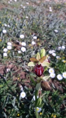 Ophrys sphegodes passionis