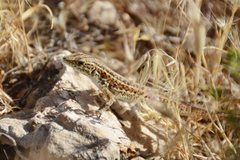 Ophisops elegans elegans