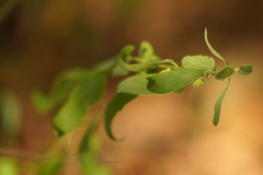 Scutellaria californica
