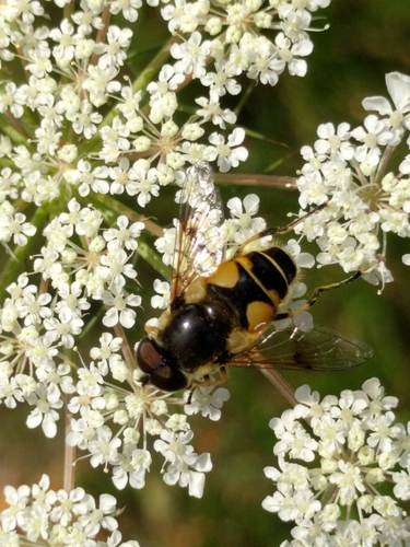 Stripe-winged Drone Fly, Noordwijkerhout, Zuid-Holland, Netherlands, photo 7 of 10