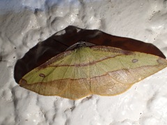 Hypochrosis hyadaria