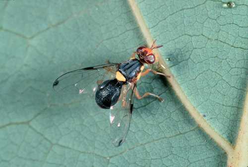 Dacus apostata