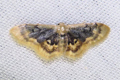 Idaea scintillularia