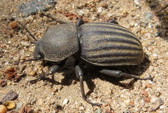 Ocnodes