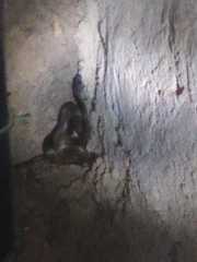 Lycodon anamallensis