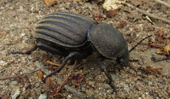 Ocnodes