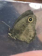 Cercyonis oetus