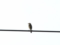 Cisticola galactotes