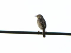 Cisticola galactotes