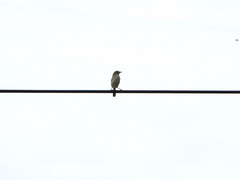 Cisticola galactotes