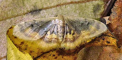 Idaea scintillularia