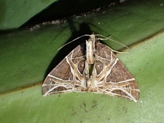 Ecliptopera rectilinea