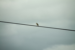 Cisticola galactotes