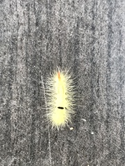 Calliteara pudibunda