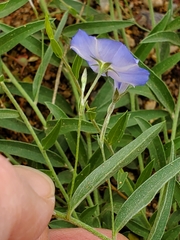 Evolvulus arizonicus