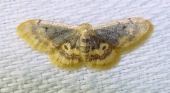 Idaea scintillularia
